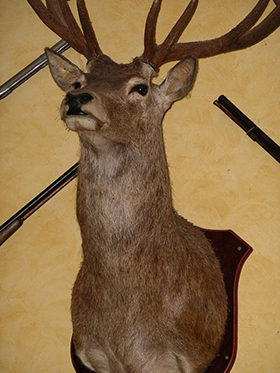 Made in America, or "The Taxidermist that Wasn't"